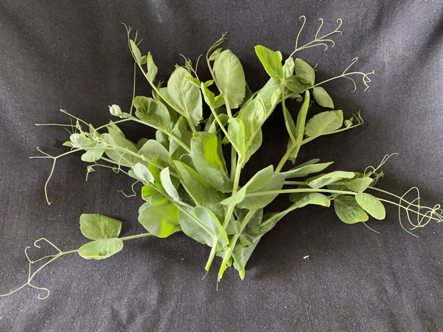 Pea shoots