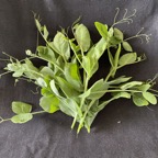 Pea shoots