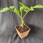 Tomato plant