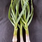 Green Garlic