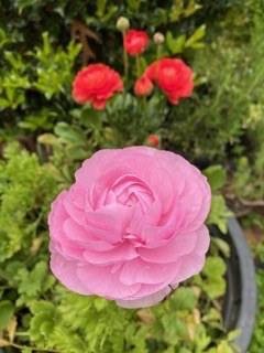 Pink Ranunculus