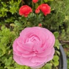 Pink Ranunculus