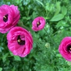 Hot Pink Ranunculus