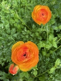 Orange Ranunuculus