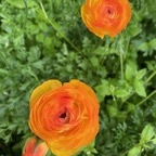 Orange Ranunuculus